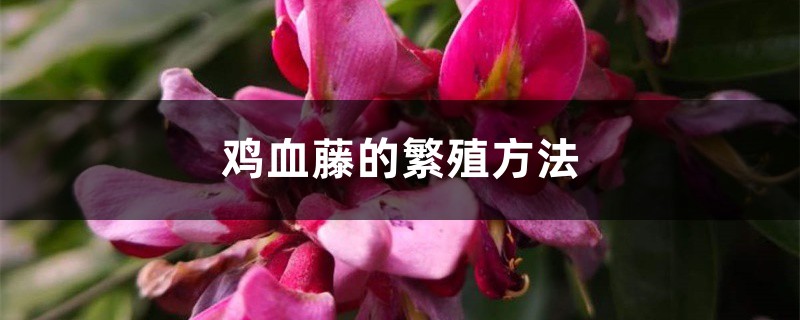 鸡血藤的繁殖方法 鸡血藤的繁殖方法