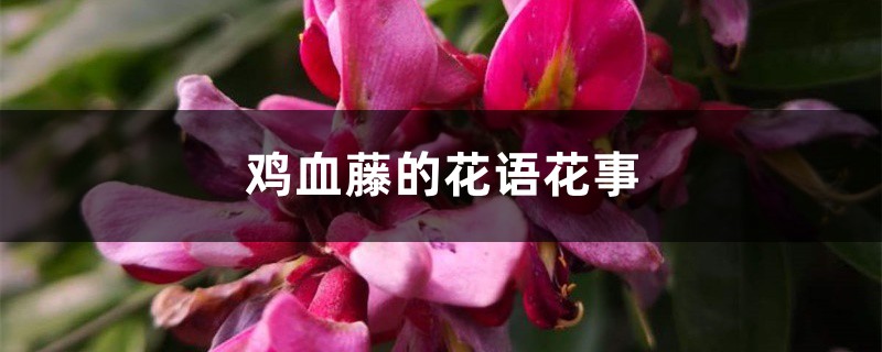 鸡血藤的花语花事 鸡血藤的花语花事