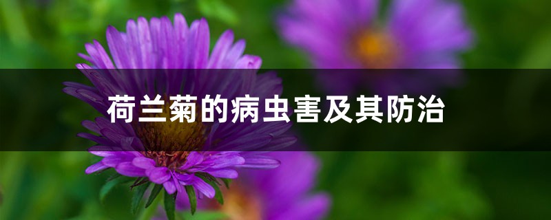 荷兰菊的病虫害及其防治 荷兰菊的病虫害及其防治