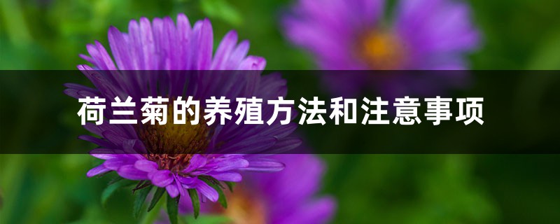 荷兰菊的养殖方法和注意事项 荷兰菊的养殖方法和注意事项