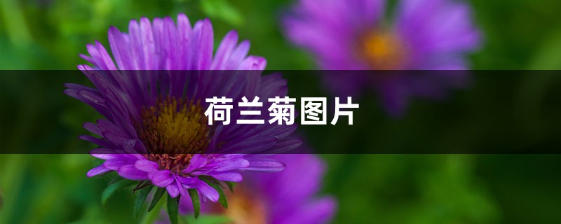 荷兰菊图片 荷兰菊图片