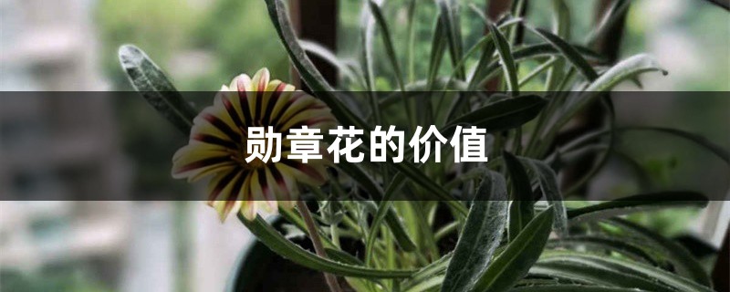 勋章花的价值 勋章花的价值