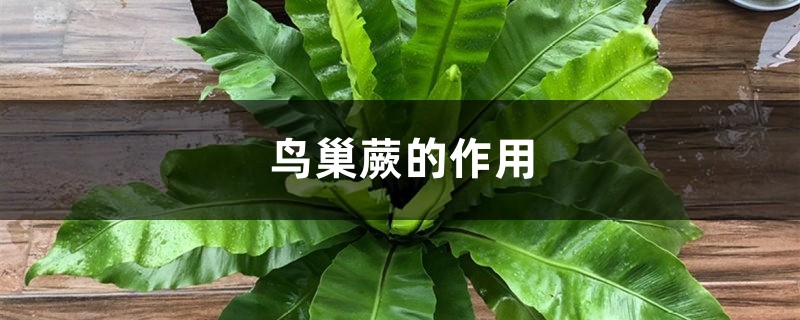 鸟巢蕨的作用 鸟巢蕨的作用