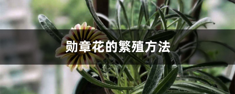 勋章花的繁殖方法 勋章花的繁殖方法
