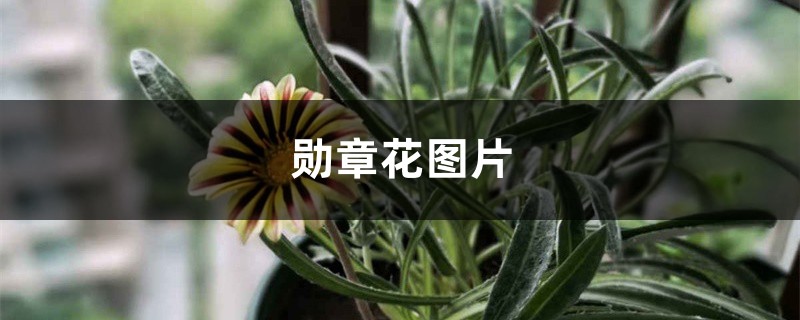 勋章花图片 勋章花图片