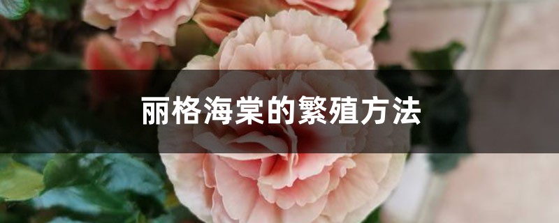 丽格海棠的繁殖方法 丽格海棠的繁殖方法