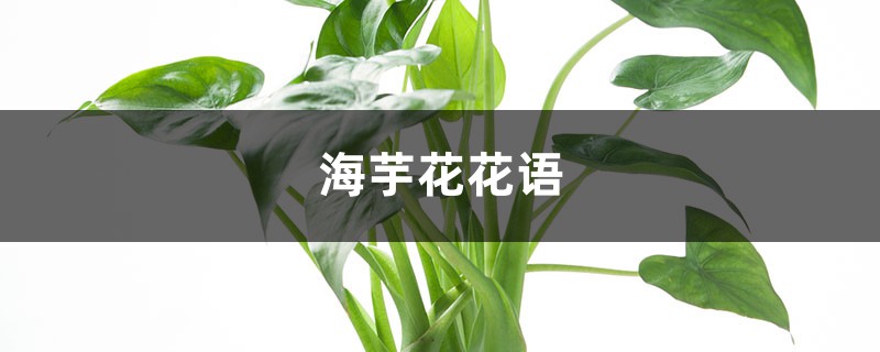 海芋花花语 海芋花花语