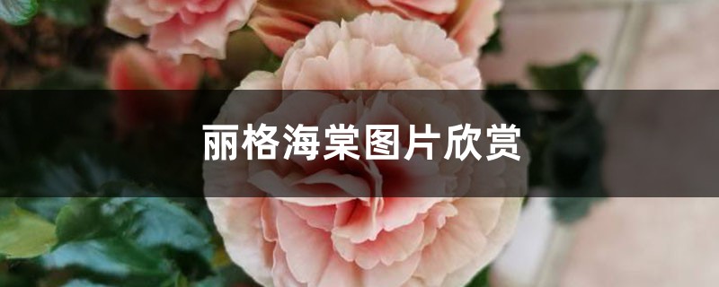 丽格海棠图片欣赏 丽格海棠图片欣赏