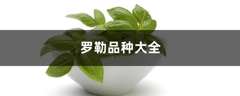 罗勒品种大全 罗勒品种大全