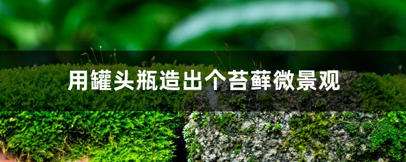 用罐头瓶造出个苔藓微景观 用罐头瓶造出个苔藓微景观