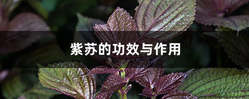 紫苏的功效与作用 紫苏的功效与作用
