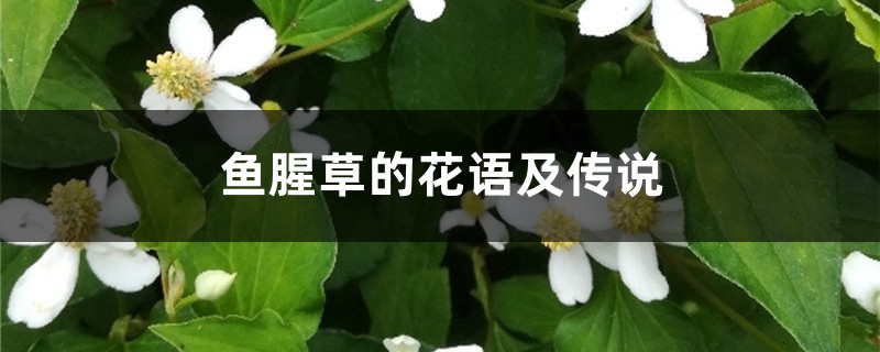 鱼腥草的花语及传说 鱼腥草的花语及传说