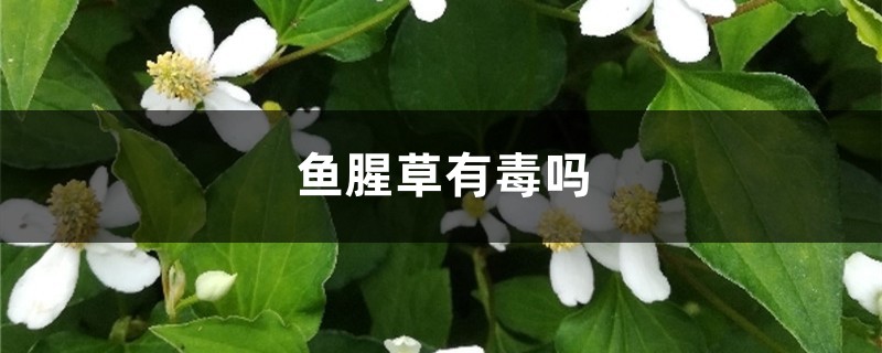 鱼腥草有毒吗 鱼腥草有毒吗