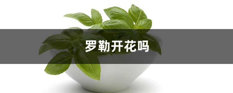 罗勒开花吗 罗勒开花吗