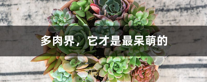 多肉界,它才是最呆萌的 多肉界,它才是最呆萌的