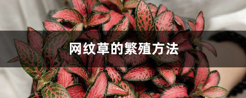 网纹草的繁殖方法 网纹草的繁殖方法