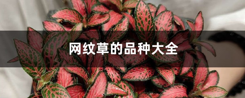 网纹草的品种大全 网纹草的品种大全