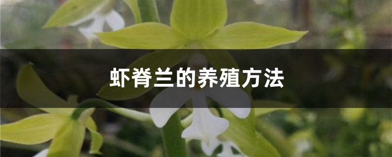 虾脊兰的养殖方法 虾脊兰的养殖方法