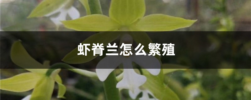 虾脊兰怎么繁殖 虾脊兰怎么繁殖