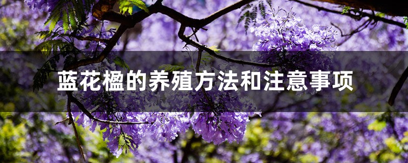 蓝花楹的养殖方法和注意事项 蓝花楹的养殖方法和注意事项