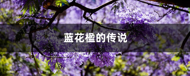 蓝花楹的传说 蓝花楹的传说