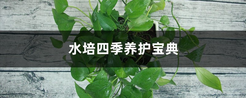 水培四季养护宝典 水培四季养护宝典