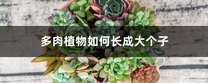 多肉植物如何长成大个子 多肉植物如何长成大个子