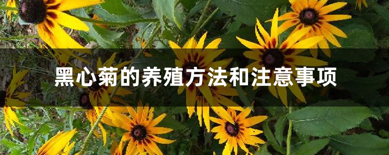 黑心菊的养殖方法和注意事项 黑心菊的养殖方法和注意事项