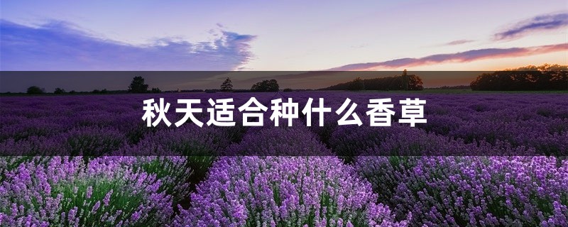 秋天适合种什么香草 秋天适合种什么香草