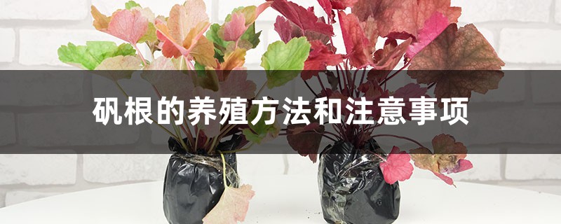 矾根的养殖方法和注意事项 矾根的养殖方法和注意事项