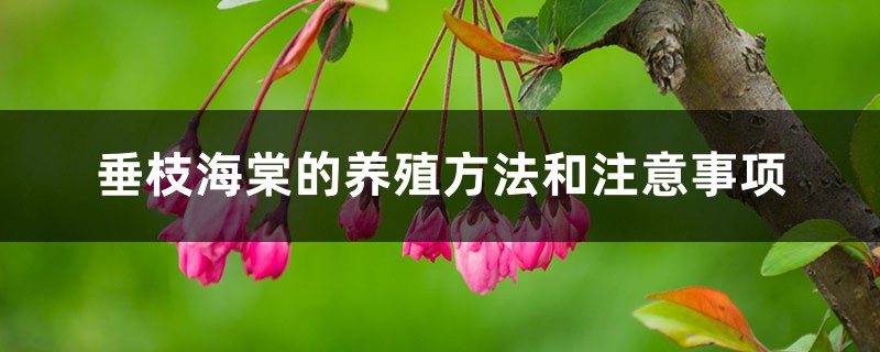 垂枝海棠的养殖方法和注意事项 垂枝海棠的养殖方法和注意事项