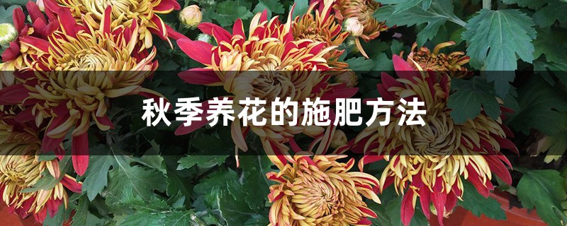 秋季养花的施肥方法 秋季养花的施肥方法