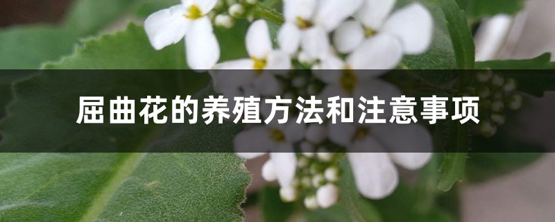 屈曲花的养殖方法和注意事项 屈曲花的养殖方法和注意事项