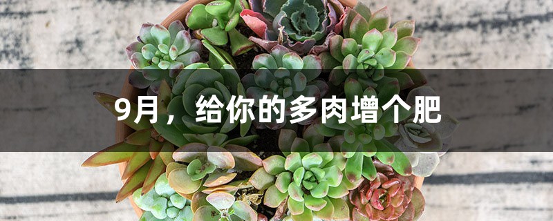 9月,给你的多肉增个肥 9月,给你的多肉增个肥