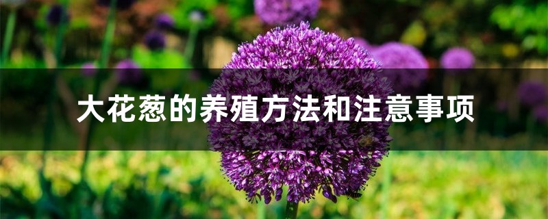 大花葱的养殖方法和注意事项 大花葱的养殖方法和注意事项