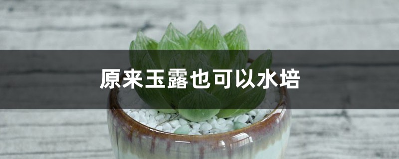 玉露的水培方法 玉露的水培方法