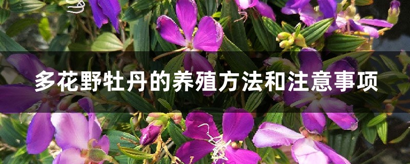 多花野牡丹的养殖方法和注意事项 多花野牡丹的养殖方法和注意事项