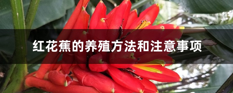 红花蕉的养殖方法和注意事项 红花蕉的养殖方法和注意事项