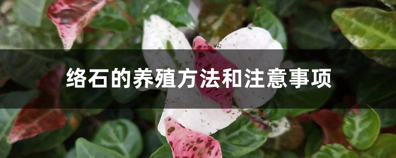 络石的养殖方法和注意事项 络石的养殖方法和注意事项