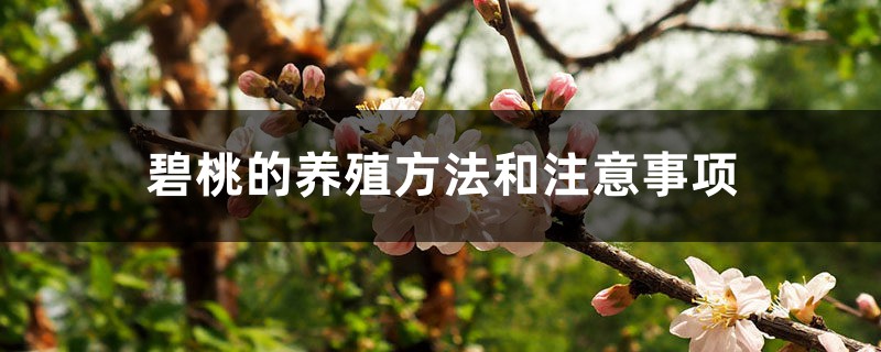 碧桃的养殖方法和注意事项 碧桃的养殖方法和注意事项
