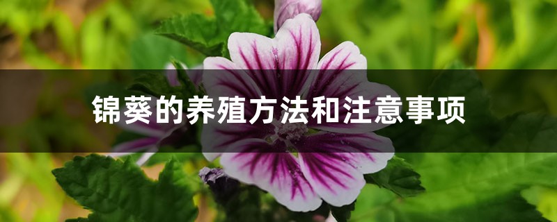 锦葵的养殖方法和注意事项 锦葵的养殖方法和注意事项
