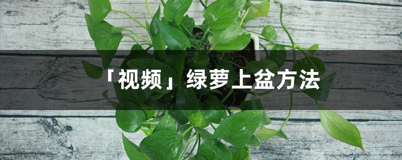 「视频」绿萝上盆方法 「视频」绿萝上盆方法