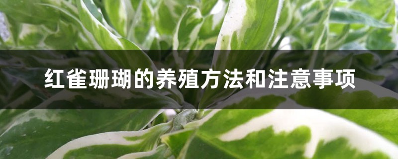 红雀珊瑚的养殖方法和注意事项 红雀珊瑚的养殖方法和注意事项