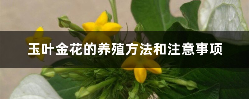 玉叶金花的养殖方法和注意事项 玉叶金花的养殖方法和注意事项