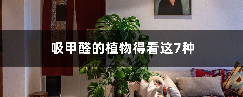 吸甲醛的植物得看这7种 吸甲醛的植物得看这7种