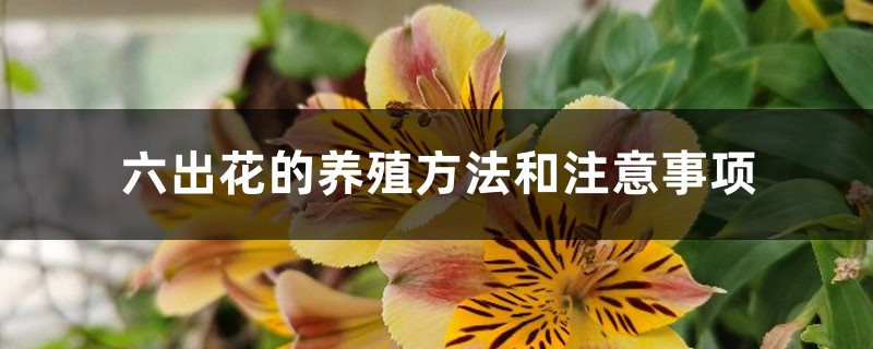六出花的养殖方法和注意事项 六出花的养殖方法和注意事项