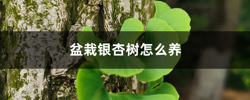 盆栽银杏树怎么养 盆栽银杏树怎么养
