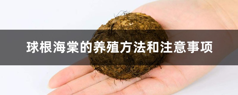 球根海棠的养殖方法和注意事项 球根海棠的养殖方法和注意事项