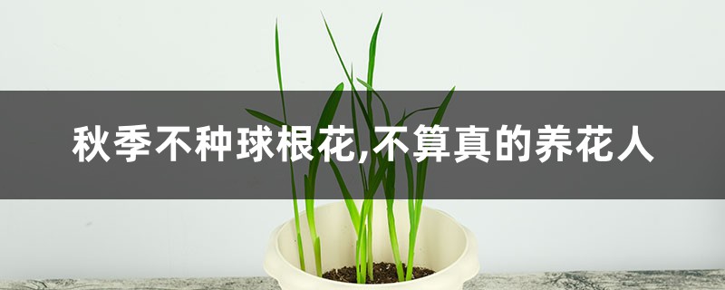 秋季不种球根花,不算真的养花人 秋季不种球根花,不算真的养花人