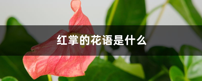 红掌的花语是什么 红掌的花语是什么
